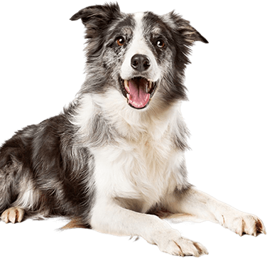 dog-kopek