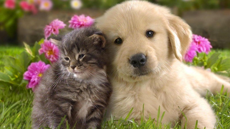 cat-dog