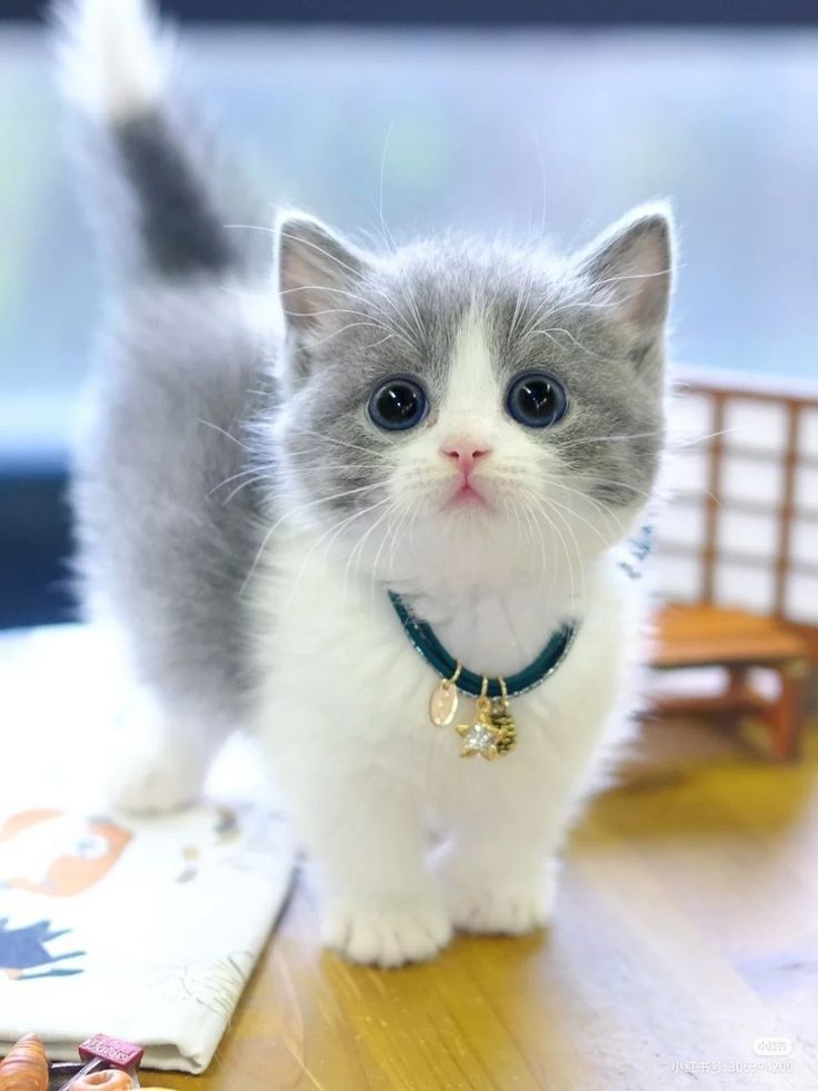 kedi-cat-5