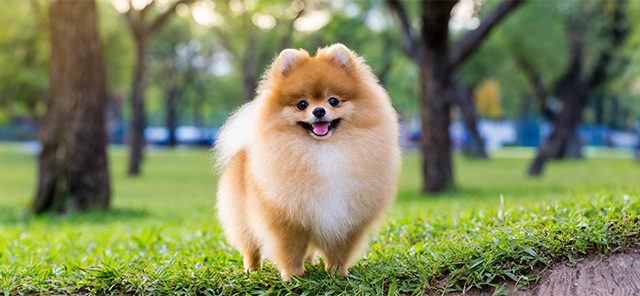 kopek-dog-4